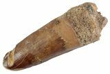 Fossil Spinosaurus Tooth - Feeding Worn Tooth #368066-1
